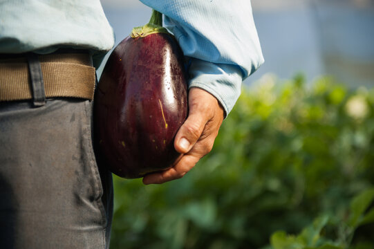 A farmer holds an eggplant at his waist