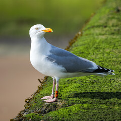 seagull on a rock