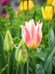 Tulips. 