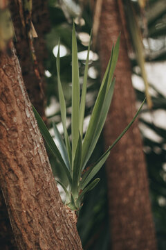Planta brotando de tronco de &aacute;rvore com fundo de plantas