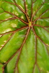 ベゴニア、葉、カラフル、綺麗、葉っぱ、クローズアップ、神代植物、日本、東京、庭園、公園、野外、空、植物、4月、5月、春、木、葉、緑、赤、黄色、模様、