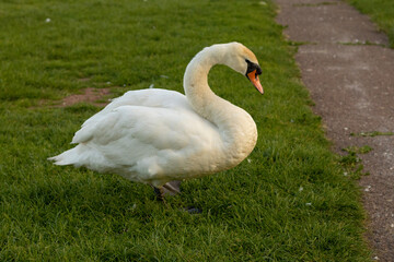 swan on the grass