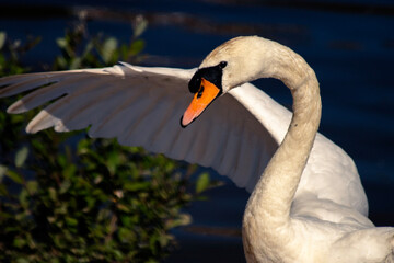 mute swan cygnus olor
