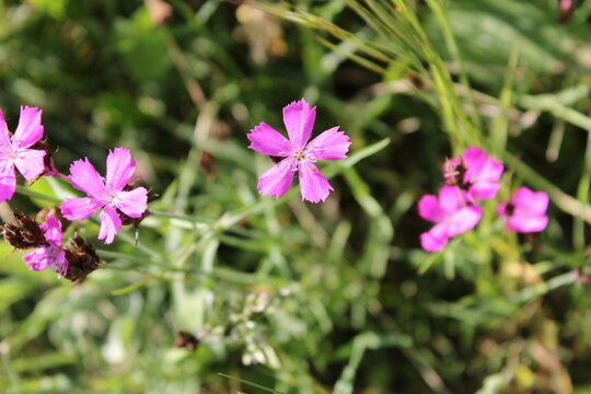 Dianthus lusitanus Brot.