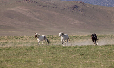 Obraz na płótnie Canvas Beautiful Wild Horses in Springtime in the Utah Desert