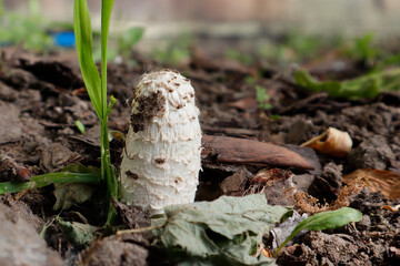 Czernidłak kołpakowaty (Coprinus comatus)