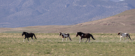 Fototapeta na wymiar Beautiful Wild Horses in Springtime in the Utah Desert