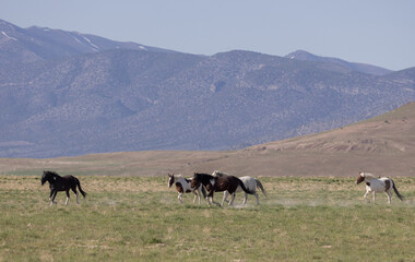 Beautiful Wild Horses in Springtime in the Utah Desert