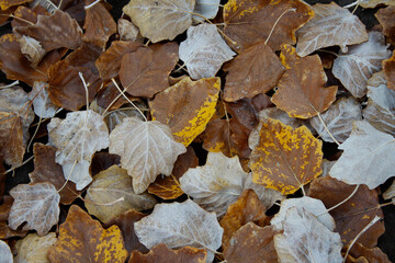 Fallen dry colored leaves in autumn.
