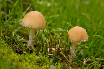 Two small mushrooms in the garden.