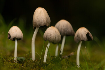 Group of small mushrooms in the forest