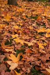 Group of colorful leaves in autumn