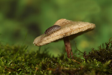 Mushroom with insect in a humid forest.