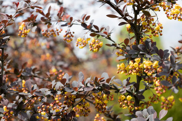 The yellow flowers of a flowering barberry bush in Ukraine. Beautiful  blooming twig Barberry. 