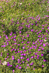 Bloody cranesbill flower bloom in a meadow