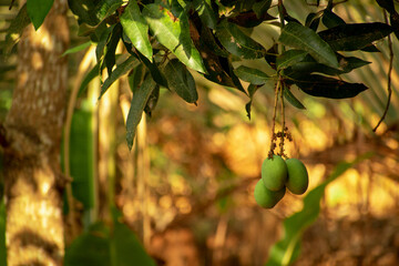 mango