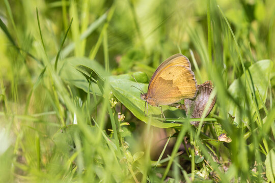 Small heath butterflies maiting on a meadow
