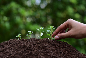 Farmers take growing seedlings and transplant them into the soil in a sunny location. The concept...