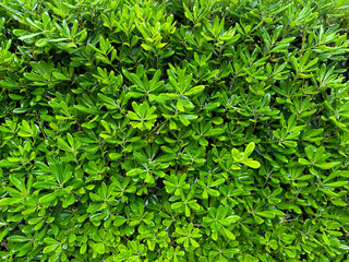 Pittosporum tobira, Australian laurel, Japanese pittosporum, mock orange, Japanese cheesewood