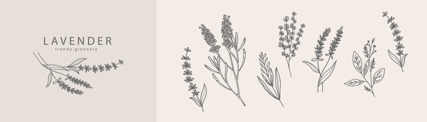 Lavender logo and branch. Hand drawn wedding herb, plant and monogram with elegant leaves for invitation save the date card design. Botanical rustic trendy greenery © vita_olivko