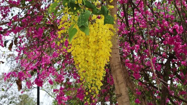 Golden Shower, Cassia Fistula, Purging Cassia, Indian Laburnum, or Pudding-Pipe Tree. Southeast Asia Tropical Yellow Flower tree