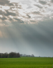 clouds over the field. green field of young wheat on the background of the sky. green wheat field in spring. green field and sky