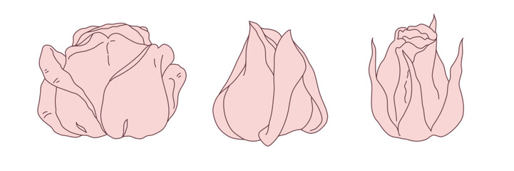 Rose blossom buds line filled pink color illustration. Hand drawn realistic detailed vector clipart collection.
