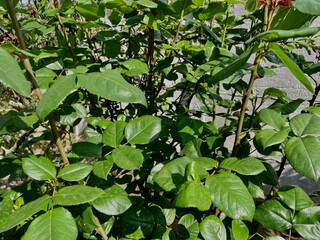 green leaves in the garden