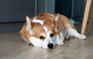 Portrait of a sad yellow and white corgi lying on the floor and looking at the camera - 607434795