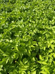 green leaves background