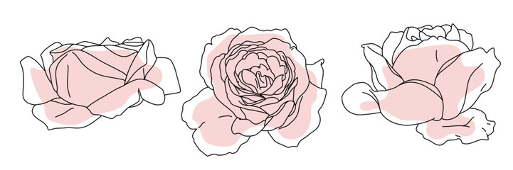 Rose blossom in bloom black line on pink color abstract shape illustration. Hand drawn realistic detailed vector clipart collection.