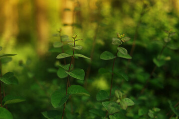 Plant background of many thin twigs. Sparse round green leaves bush. Blurred place for text. Decorative picture of close-up long sprigs. Warm sun rays. Natural element for summer banner layout design