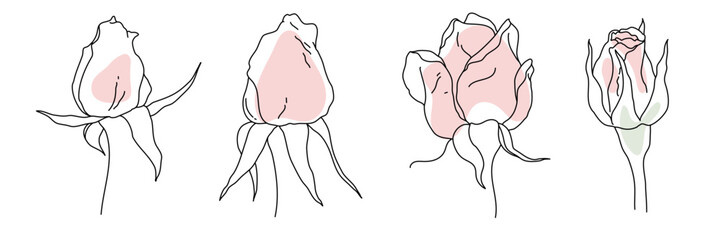Rose blossom bud black line on pink color abstract shape illustration. Hand drawn realistic detailed vector clipart collection.