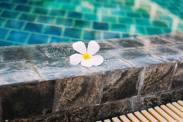 white frangipani flowers on the edge of the pool