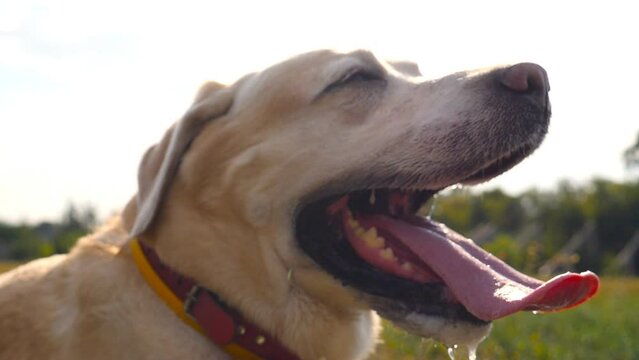 Profile of cute labrador muzzle breathing with sticking out tongue at nature. Beautiful golden retriever sitting on the lawn on a sunny summer day. Side view Close up Slow motion