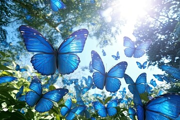 Blue butterflies under trees and blue sky with sunshine