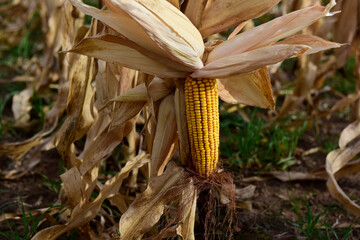 Corn cob growing on plant ready to harvest, Argentine Countryside, Buenos Aires Province, Argentina