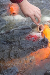 Feeding hungry funny koi in the pond. The woman pats them on the head. Exotic fish.