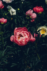 Beautiful fresh colorful peony flowers in full bloom in the garden, green leaves flowerbed. Summer natural floral texture for background.