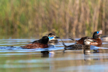  Lake Duck in Pampas Lagoon environment, La Pampa Province, Patagonia , Argentina.