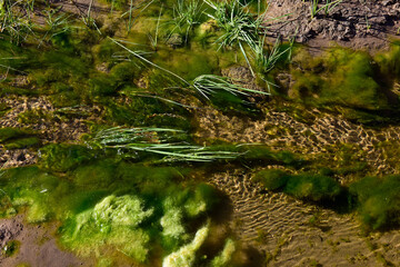 Green algae in aquatic environment , Patagonia, Argentina.