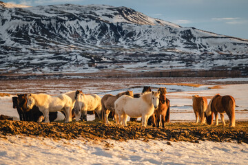 Icelandic horses in their natural habitat - on the endless landscapes of Iceland. Caught in the golden hour.