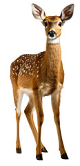 roe deer isolated on the transparent background PNG. AI generative.