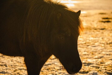 Icelandic horses in their natural habitat - on the endless landscapes of Iceland. Caught in the golden hour.