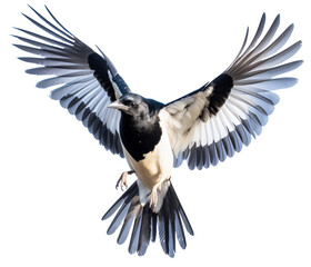 Flying magpie, raven, crow bird on the transparent background PNG. AI generative