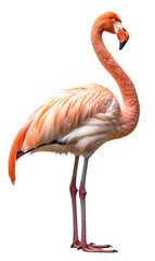 Flamingo isolated on the transparent background PNG. AI generative.