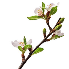 Almond blossom branch isolated on transparent background, Blooming tree twig in Spring PNG, Generative AI