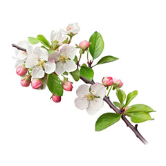 Apple blossom branch isolated on transparent background, Blooming tree twig in Spring PNG, Generative AI