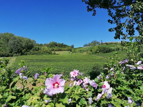 fiore di malva