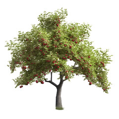 Fototapeta na wymiar Apple tree isolated on transparent background, Red ripe fruits and green foliage, PNG, Generative AI